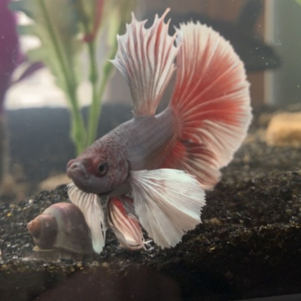 Meet your Posher, Alyse